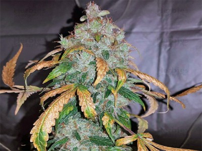 Buy White Widow marijuana strain Online